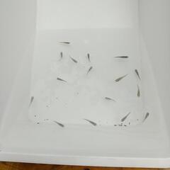 ❮お渡し者決定❯深海めだか  10匹