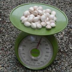 銀杏100g⇒100円！の画像