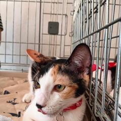 里親様募集中ようこちゃん - 猫