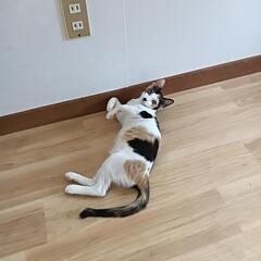 里親様募集中ようこちゃん - 長崎市