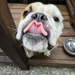 アメリカンブルドッグ - 犬