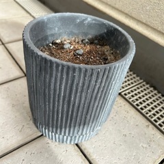 植木鉢グレーモルタル