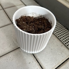 植木鉢白
