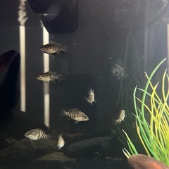 オヤニラミ稚魚2匹で1000円