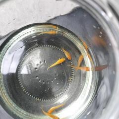 楊貴妃　改良めだか　若魚　1匹　ようきひ　メダカの画像