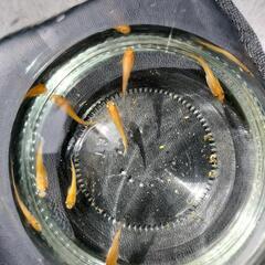 楊貴妃　改良めだか　若魚　1匹　ようきひ　メダカの画像