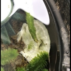 ヌマエビ5匹の画像