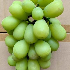 ぶどう シャインマスカット（786g）訳あり 