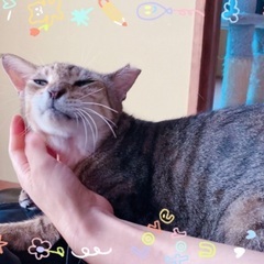 人懐っこい男の子の猫ちゃんです　里親さん募集中です！　7歳以上　去勢手術済み - 津市