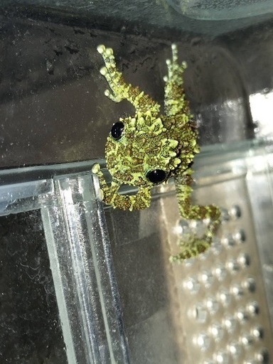 1月販売ベトナムコケガエル