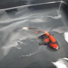錦鯉の画像