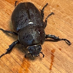 ヘラクレスオオカブト　メス成虫