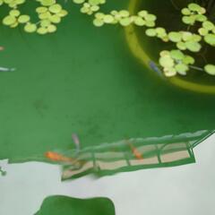 メダカ用に、Box.３個＋メダカ他の画像