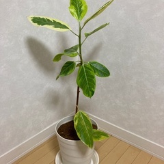 ★値下げしました★観葉植物　鉢植え　フィカスアルテシマ