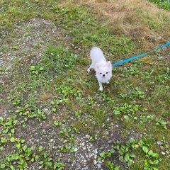 犬友　メンバー募集　小型犬 - 板橋区
