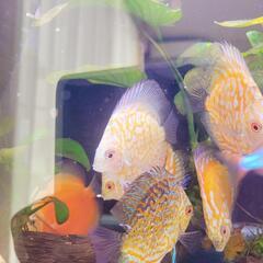 レッドイーグルディスカス8cm幼魚2匹セット