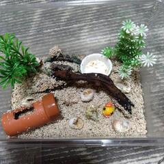 ヤドカリ2匹ケース入り現状渡しの画像