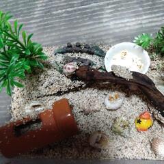 ヤドカリ2匹ケース入り現状渡しの画像