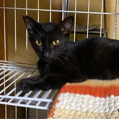 凛々しいお顔の黒猫ちゃん
