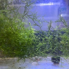 モス　水草