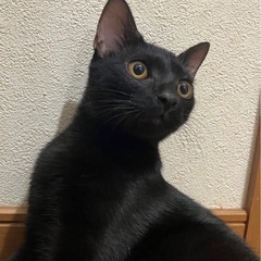 さりげない❤️甘えん坊さんなタケシくん正式譲渡決定