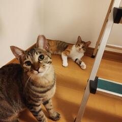 １歳＆2歳　メス猫　多頭崩壊現場よりレスキュー