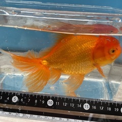 金魚　ジャンボ獅子頭