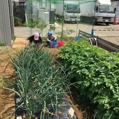 家庭菜園用の土地（53平米）千葉県船橋市駿河台2丁目