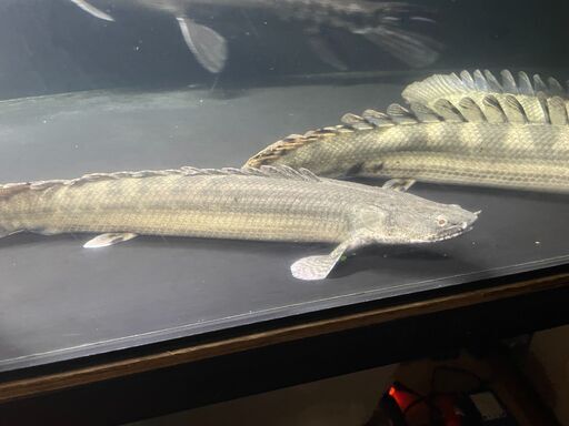 ポリプテルス・ビキール・ビキール③