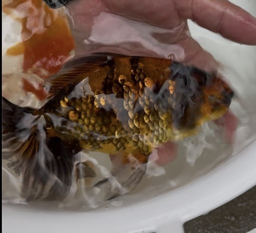 金魚　ジャンボ獅子頭