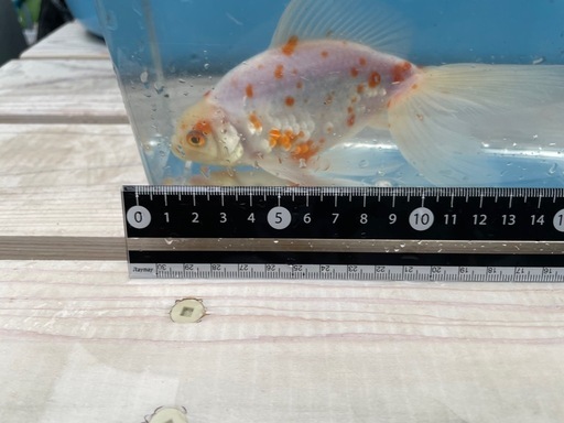 金魚　ジャンボ獅子頭