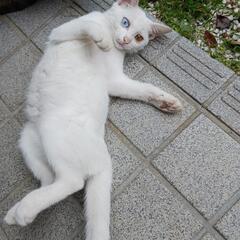 真っ白な仔猫です！里親募集。