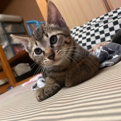 キジトラちゃん1匹🐱現在の写真になります。