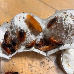 レッドローチ