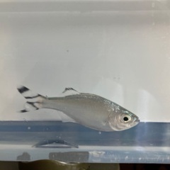 海水魚　熱帯魚　カニ　エビ　海藻
