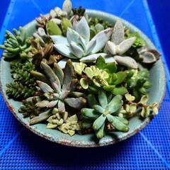 多肉植物の寄せ植え