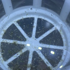 メダカの稚魚あげます。