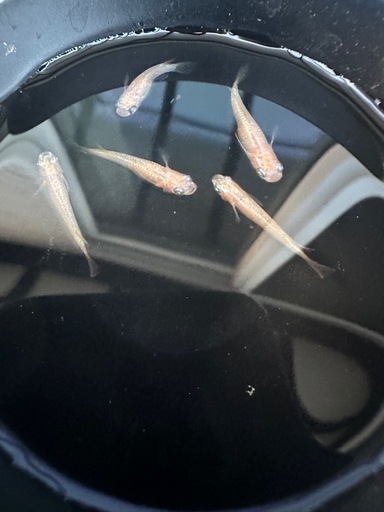 メダカ【ミラージュ】若魚(種親)①ペア　メダカの館ワッチ様血統　準直系