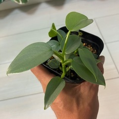 観葉植物