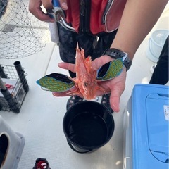 若狭湾で一緒に船釣りをしたい人募集🎣 - 友達