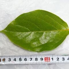 【メダカの越冬などに】 渋抜き不要な甘柿の葉 A4サイズのジッパーバッグいっぱい ブリーダーの方からもご利用頂いてます の画像