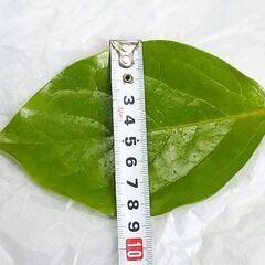 【メダカの越冬などに】 渋抜き不要な甘柿の葉 A4サイズのジッパーバッグいっぱい ブリーダーの方からもご利用頂いてます の画像