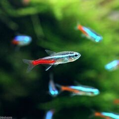 ■（生体）熱帯魚、お譲り致します。