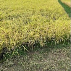 令和6年産　コシヒカリ　玄米30kg 