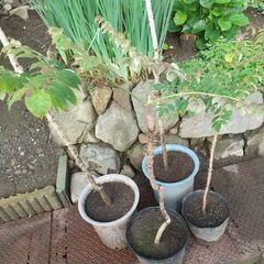①★★春の山菜（タラの芽）「天然タラの木」プラ鉢植え／耐寒性宿根...