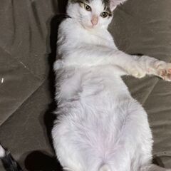 引っ越しのため残念ながら一緒に暮らせなくなりました。 - 猫
