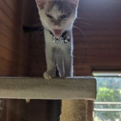 引っ越しのため残念ながら一緒に暮らせなくなりました。 − 秋田県