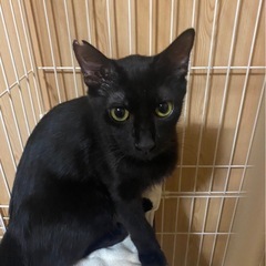 ⭐︎人が大好き黒猫の女の子⭐︎
