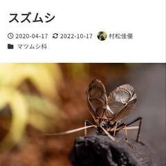 鈴虫譲って下さい!!