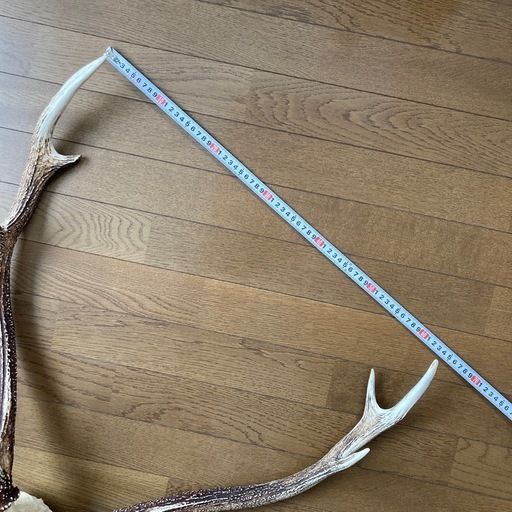 北海道エゾ鹿の角頭蓋骨付き スケルトン